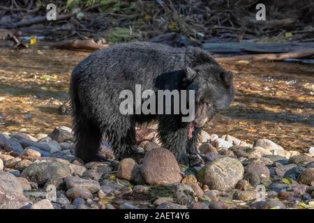 Kermode schwarzer Bär Essen ein bisschen Lachs, Riordan Creek, Gribbell Island, British Columbia Stockfoto