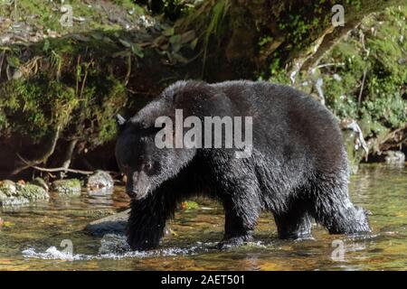 Großer schwarzer Bär Wanderungen bis eine Salmon Creek unter einem gefallenen Zeder, Gribbell Riorden Creek, Insel, Britisch-Kolumbien Stockfoto