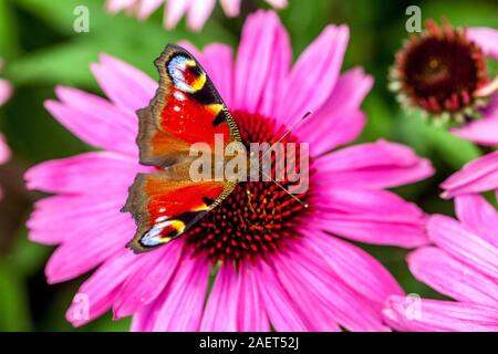 Pfau Schmetterling Garten Blumen saugen Nektar auf Blume Inachis io sitzt auf lila Koneblume Pfau Schmetterling Blume Stockfoto