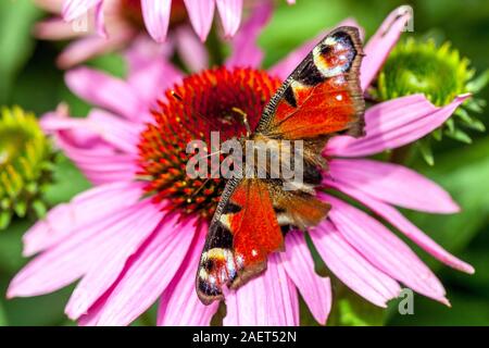 Pfauenfalter Inachis io Gartenblumen sitzen auf Koneflumen saugt Nektar beschädigte alte Flügel gebrochene Schmetterlingsflügel Stockfoto