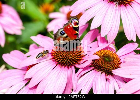 Pfau Schmetterling Biene fliegende lila Blütenblume Inachis io Schmetterling Gartenblume Aglais io Bienenblumen Insekten auf Echinacea purpurea Kopf Stockfoto