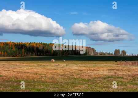 Eine Herde von Kühen Schürfwunden an einem bewölkten Tag im Herbst Feld gegen einen Wald Hintergrund. Stockfoto