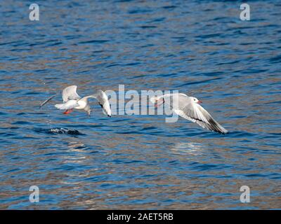 Möwe das Fliegen an einem See. Stockfoto