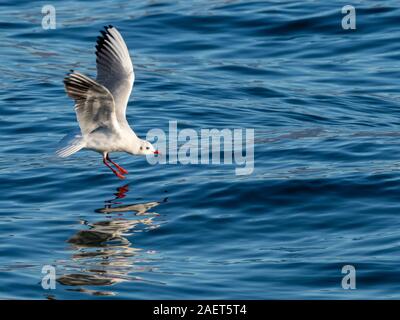 Möwe das Fliegen an einem See. Stockfoto