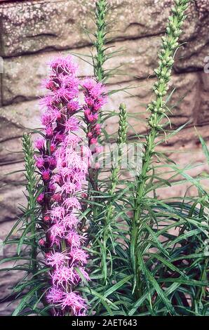 Liatris spicata floristan violette Blütenstände ab Blume eine vollkommen winterhart Staude, das ist gut für krautige oder gemischte Grenzen Stockfoto