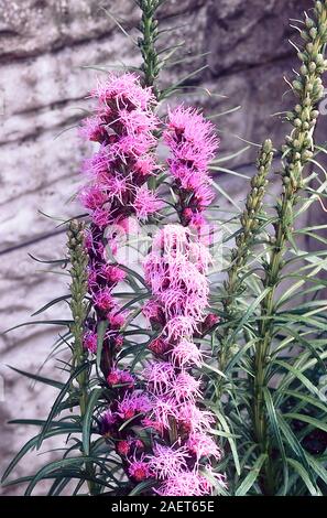 Liatris spicata floristan violette Blütenstände ab Blume eine vollkommen winterhart Staude, das ist gut für krautige oder gemischte Grenzen Stockfoto