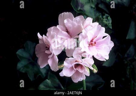 Ivy leaved pelargonium Snow Queen mit semi Doppelzimmer mit rosa und weißen Blüten. Ein nachgestelltes immergrüne Staude, die Frost Ausschreibung. Stockfoto