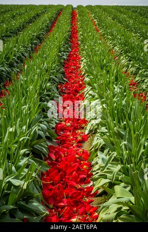 Roozengaarde tulpebirne Felder unter der Leitung in der Nähe von Mount Vernon, Washington, USA. Stockfoto