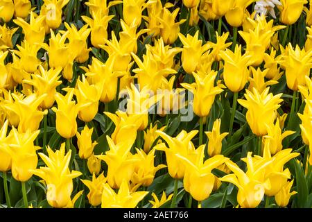 Frühling Tulpen blühen in den Skagit Valley in der Nähe von Mount Vernon, Washington, USA. Stockfoto