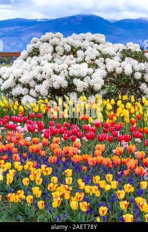 Frühling Tulpen blühen in den Skagit Valley in der Nähe von Mount Vernon, Washington, USA. Stockfoto