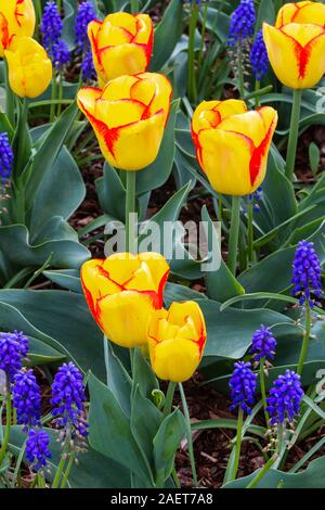 Frühling Tulpen blühen in den Skagit Valley in der Nähe von Mount Vernon, Washington, USA. Stockfoto