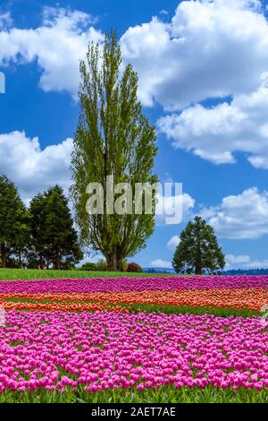 Ein Tulpenfeld und Baum in Skagit Valley in der Nähe von Mount Vernon, Washington, USA. Stockfoto