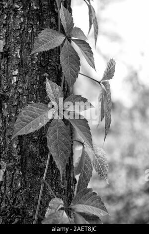 Herbst Färbung. Laubabwerfende Kletterpflanze im Herbst. Virginia Creeper Anlage auf Baumstamm Hintergrund. Efeu Blätter Farbe ändern. Anlage Laub rot. Wilde Pflanze auf Herbst Landschaft. Herbst Farbe. Stockfoto