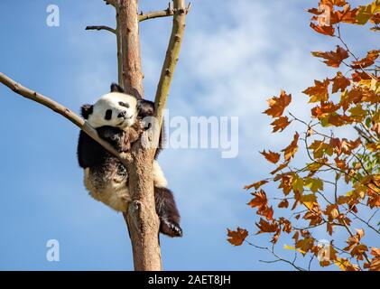 Pandas hinauf, hoch auf einem Baum der wunderbare Herbst Blick auf den angrenzenden Bereich Gengda Shenshuping Panda Basis in der Stadt zu genießen, Wenchuan Grafschaft, Ngawa Ti Stockfoto