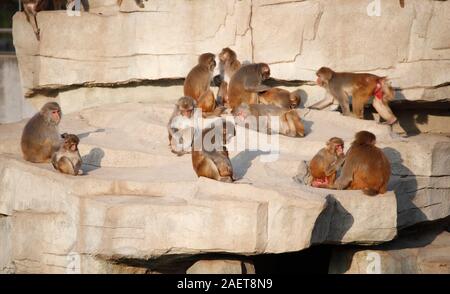 Affen spielen miteinander in Ningbo Zoo in Ningbo City, der ostchinesischen Provinz Jiangsu, 12. November 2019. Stockfoto