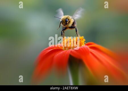 Bumblebee verlassen Orange Blume Stockfoto