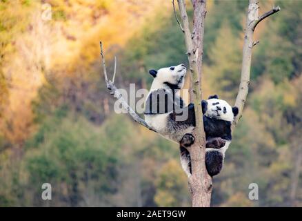 Pandas hinauf, hoch auf einem Baum der wunderbare Herbst Blick auf den angrenzenden Bereich Gengda Shenshuping Panda Basis in der Stadt zu genießen, Wenchuan Grafschaft, Ngawa Ti Stockfoto
