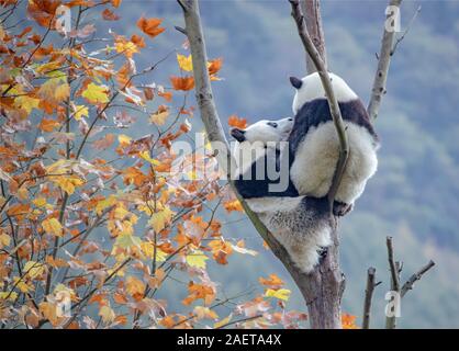 Pandas hinauf, hoch auf einem Baum der wunderbare Herbst Blick auf den angrenzenden Bereich Gengda Shenshuping Panda Basis in der Stadt zu genießen, Wenchuan Grafschaft, Ngawa Ti Stockfoto