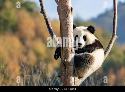 Pandas hinauf, hoch auf einem Baum der wunderbare Herbst Blick auf den angrenzenden Bereich Gengda Shenshuping Panda Basis in der Stadt zu genießen, Wenchuan Grafschaft, Ngawa Ti Stockfoto