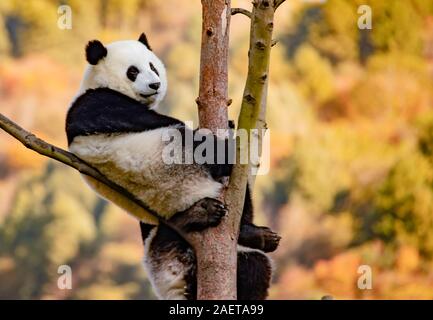 Pandas hinauf, hoch auf einem Baum der wunderbare Herbst Blick auf den angrenzenden Bereich Gengda Shenshuping Panda Basis in der Stadt zu genießen, Wenchuan Grafschaft, Ngawa Ti Stockfoto