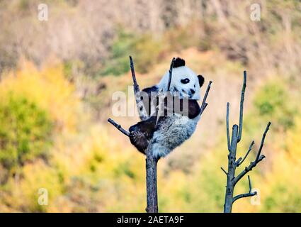 Pandas hinauf, hoch auf einem Baum der wunderbare Herbst Blick auf den angrenzenden Bereich Gengda Shenshuping Panda Basis in der Stadt zu genießen, Wenchuan Grafschaft, Ngawa Ti Stockfoto