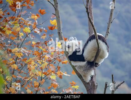 Pandas hinauf, hoch auf einem Baum der wunderbare Herbst Blick auf den angrenzenden Bereich Gengda Shenshuping Panda Basis in der Stadt zu genießen, Wenchuan Grafschaft, Ngawa Ti Stockfoto