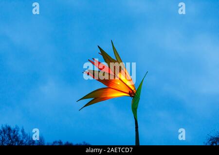 Eine orange Blume zu Glühen 2019 an der RHS Wisley in der Nähe von Woking, Surrey, eine jährliche saisonale Weihnachtsfeier der Beleuchtung in der Nacht im Botanischen Garten Stockfoto