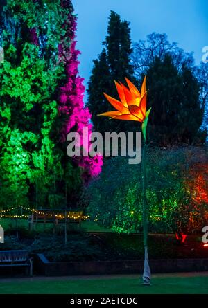 Eine orange Blume zu Glühen 2019 an der RHS Wisley in der Nähe von Woking, Surrey, eine jährliche saisonale Weihnachtsfeier der Beleuchtung in der Nacht im Botanischen Garten Stockfoto