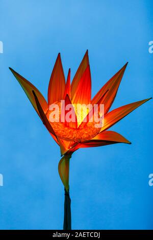 Eine orange Blume zu Glühen 2019 an der RHS Wisley in der Nähe von Woking, Surrey, eine jährliche saisonale Weihnachtsfeier der Beleuchtung in der Nacht im Botanischen Garten Stockfoto