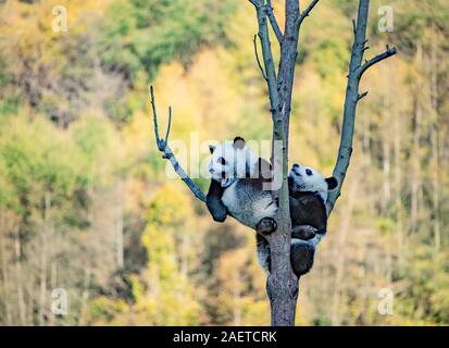 Pandas hinauf, hoch auf einem Baum der wunderbare Herbst Blick auf den angrenzenden Bereich Gengda Shenshuping Panda Basis in der Stadt zu genießen, Wenchuan Grafschaft, Ngawa Ti Stockfoto