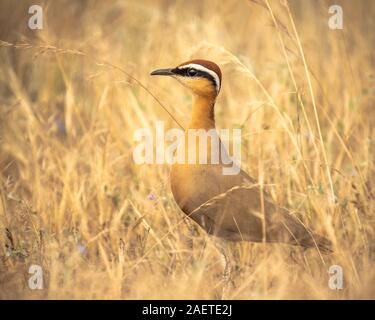 Indische Renner, Cursorius coromandelicus ein Boden Vogel ruht auf dem Boden Stockfoto