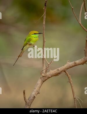 Green Bee Eater thront in der Wildnis in der Nähe zu sehen, in einem indischen Wald Stockfoto