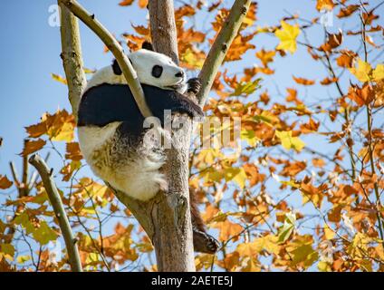 Pandas hinauf, hoch auf einem Baum der wunderbare Herbst Blick auf den angrenzenden Bereich Gengda Shenshuping Panda Basis in der Stadt zu genießen, Wenchuan Grafschaft, Ngawa Ti Stockfoto