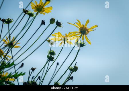 Wilde gelbe Blüten gegen den blauen Himmel in hellen, sonnigen Tag Stockfoto