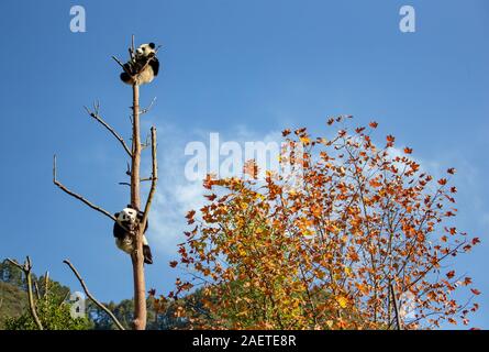 Pandas hinauf, hoch auf einem Baum der wunderbare Herbst Blick auf den angrenzenden Bereich Gengda Shenshuping Panda Basis in der Stadt zu genießen, Wenchuan Grafschaft, Ngawa Ti Stockfoto