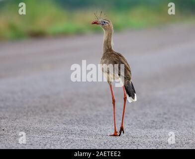 Ein rot-legged Seriema (Cariama cristata) steht in der Mitte der Straße. Tocantins, Brasilien, Südamerika. Stockfoto