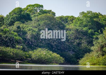 Eine große Herde von Black-bellied Whistling-Ducks (Dendrocygna autumnalis) über Javaes. Rio Tocantins, Brasilien fliegen, Südamerika. Stockfoto