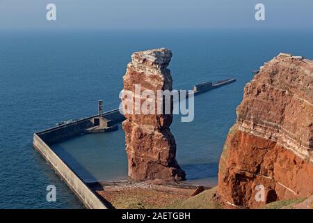 Vogelkolonie, Northern Gannet (Morus bassanus), Lange Anna, Helgoland, Schleswig-Holstein, Deutschland Stockfoto