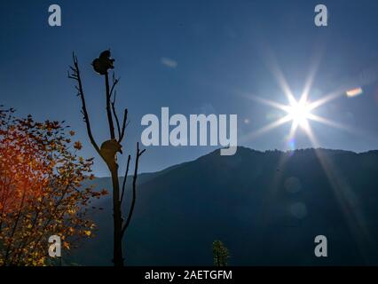 Pandas hinauf, hoch auf einem Baum der wunderbare Herbst Blick auf den angrenzenden Bereich Gengda Shenshuping Panda Basis in der Stadt zu genießen, Wenchuan Grafschaft, Ngawa Ti Stockfoto