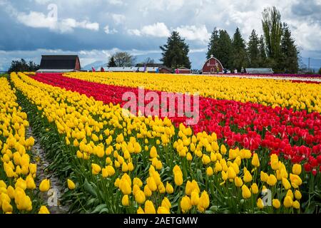 Roozengaarde tulpebirne Felder in der Nähe von Mount Vernon, Washington, USA. Stockfoto