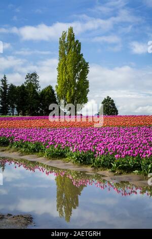 Roozengaarde tulpebirne Felder in der Nähe von Mount Vernon, Washington, USA. Stockfoto