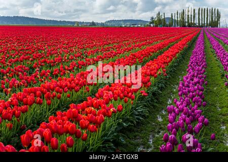 Roozengaarde tulpebirne Felder in der Nähe von Mount Vernon, Washington, USA. Stockfoto