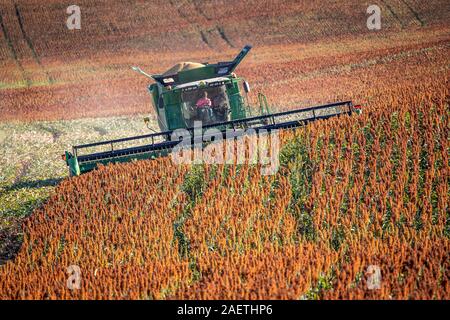 Ein Bauer mit einem Mähdrescher geerntet werden Ihre sorghum Reihenkulturen, Hughsville, Maryland. Stockfoto