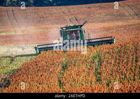 Ein Bauer mit einem Mähdrescher geerntet werden Ihre sorghum Reihenkulturen, Hughsville, Maryland. Stockfoto