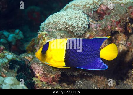 Bicolor Angelfish, Erwachsener, Centropyge bicolor, Schwimmen über Korallenriff. Tulamben, Bali, Indonesien. Bali Sea, Indischer Ozean Stockfoto