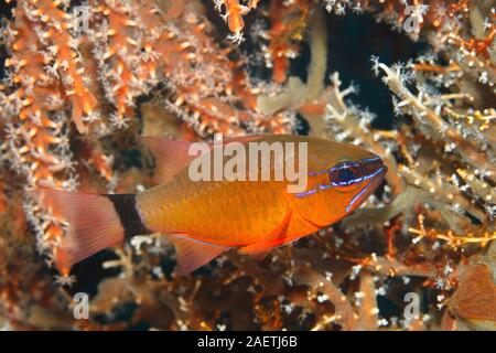 Ringtailed Cardinalfish oder Golden Cardinalfish, Ostorhinchus aureus, bisher Apogon aureus. Tulamben, Bali, Indonesien. Bali Sea, Indischer Ozean Stockfoto