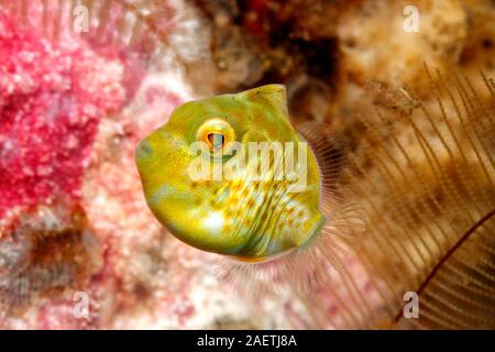 Mimic Filefish, Paraluteres prionurus. Jugendfärbung. Diese Fische imitieren die Black-Saddled Toby, Canthigaster valentini. Tulamben, Bali Stockfoto