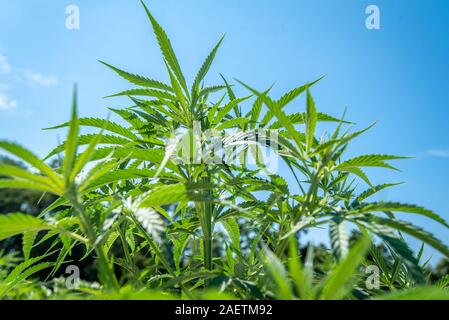 Industrieller Hanf (Cannabis sativa) kommerziell wachsen auf dem östlichen Ufer von Maryland Stockfoto