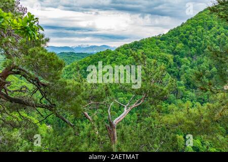 Blick auf die schneebedeckten Berge, die durch Pinien Filialen. Dichten Wald in einem grünen Tal. Die schneebedeckten Berge am Horizont sichtbar. Frühling Farben. Stockfoto