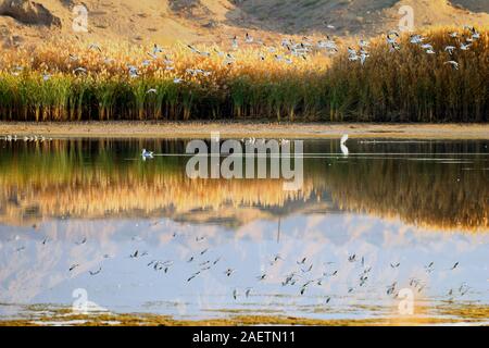 Zugvögel fliegen über die Hei er Hei er Wetland Nature Reserve in Zhangye Stadt, im Nordwesten der chinesischen Provinz Gansu, 6. November 2019. Stockfoto